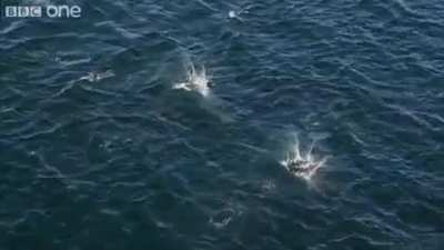 Devil rays or flying mobulas are known for breaching the water's surface, sometimes exhibiting aerial acrobatic displays, even flips, that end in big splashes. Marine biologists aren't exactly sure why they engage in such behavior.