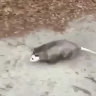 Sigue bajando, aun hay buenos memes, pero ten cuidado, no vayas a morir del cringe, dios te bendiga