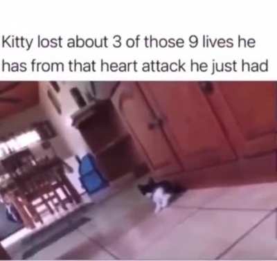 Poor kitty traumatized.