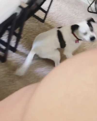 I think my 10 year old rescue, Bumi, might want some pets. Should I give in?