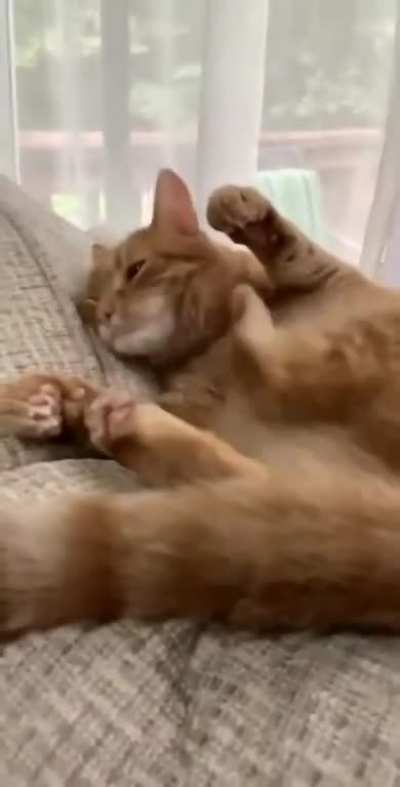 Mis-cat-culation