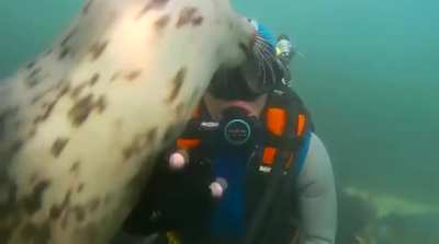 Friendly Sea Doggo
