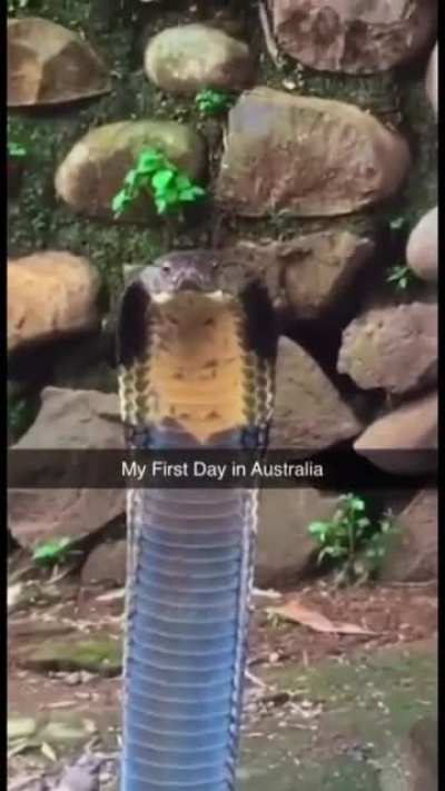 Cursed_Australia