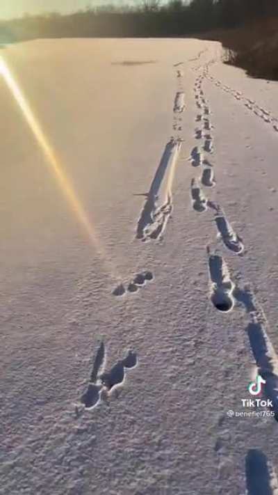 Weird snow prints