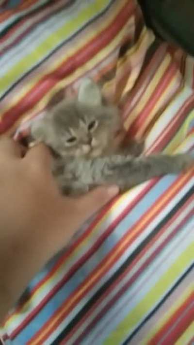 I love my cat