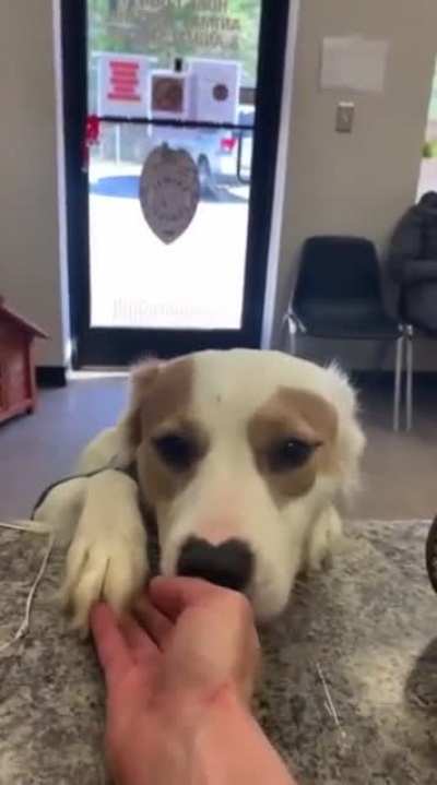 We don’t deserve dogs