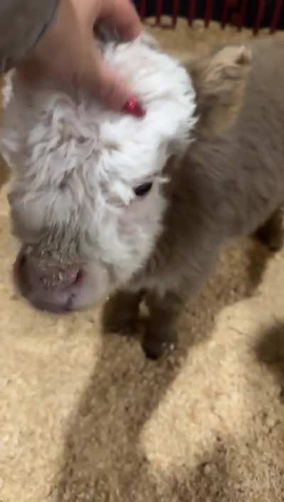 Highland cow baby
