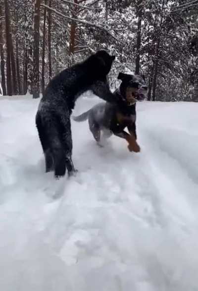 Two best friends playing in the snow