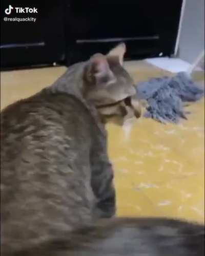 the cat doesn’t like it