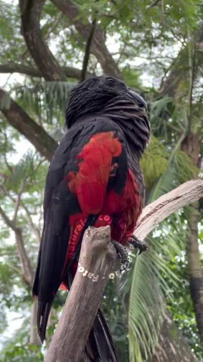 HORA DA BIOLOGIA: FLAMENGO 