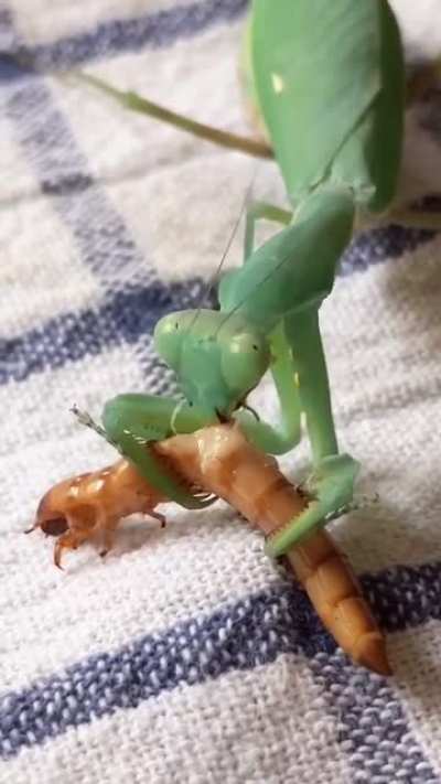 Nom nom nom