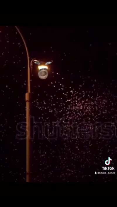 Lamp that’s afraid of bugs