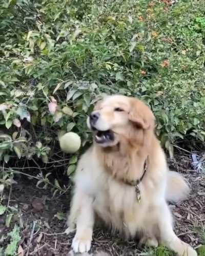 to catch it