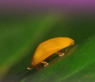 a very cute beetle