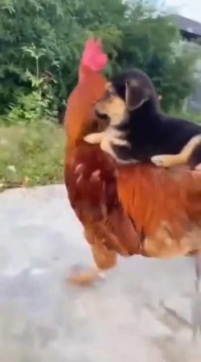 Look Ma, I got my first level 1 mount!