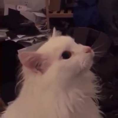 Our lord and saviour.