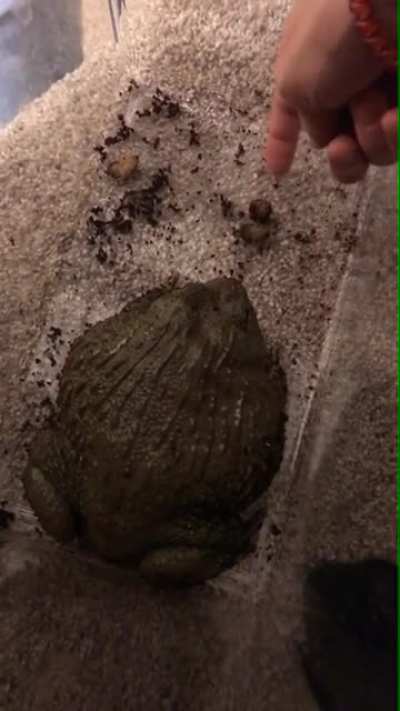 African bullfrog bite