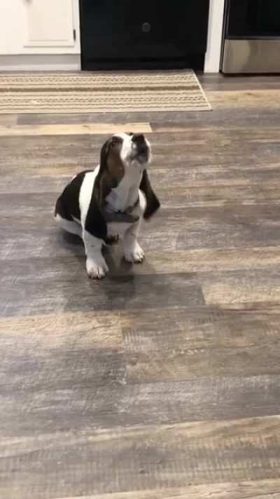 My pup letting it all out after dad left to the grocery store