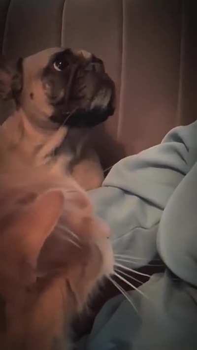 Poor jealous dog