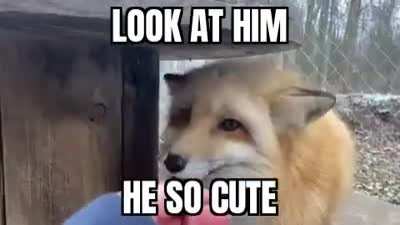 Cute foxy