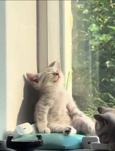 the holy sunbeam has chosen its disciple
