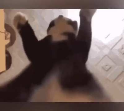 Cat Jam