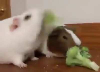 *Bonk*