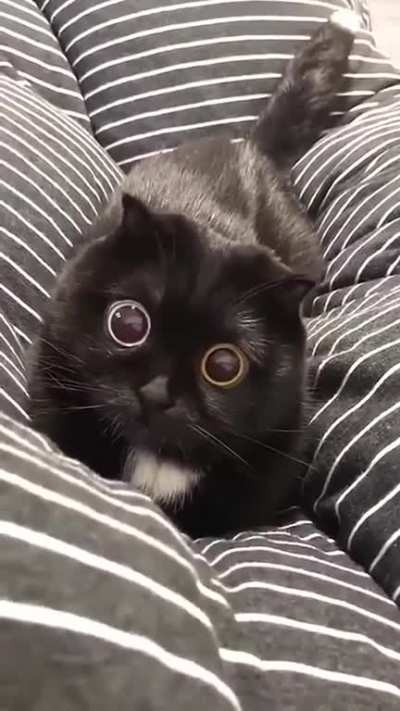 Heterochromic Attack Eyes