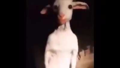 Goat boy
