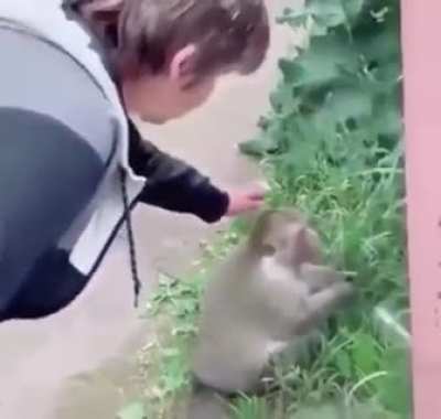 Monke