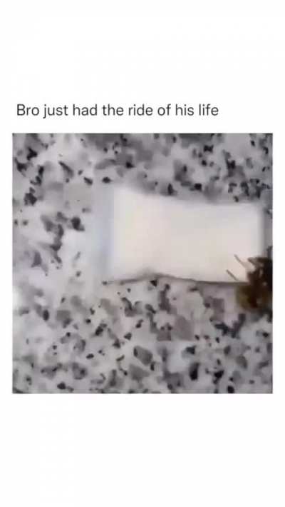 blursed_hornet