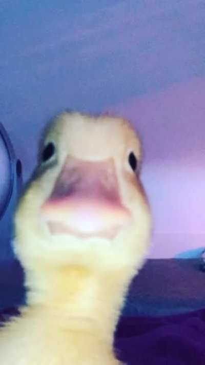 Untitled Goose Post