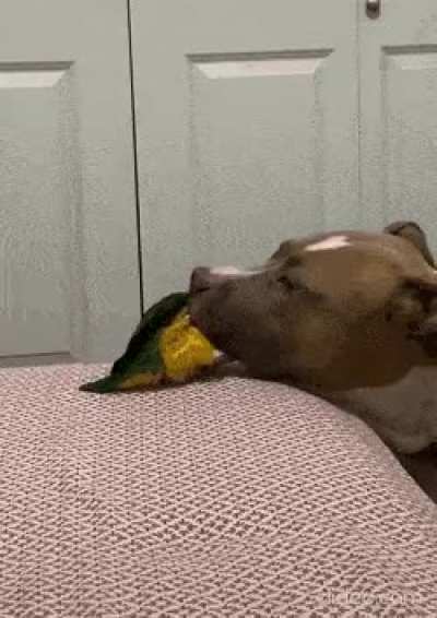 best frens
