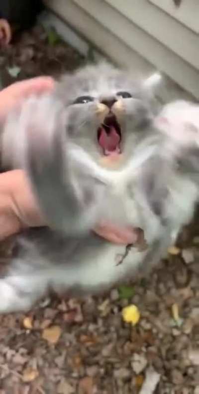 Kızgın kedy