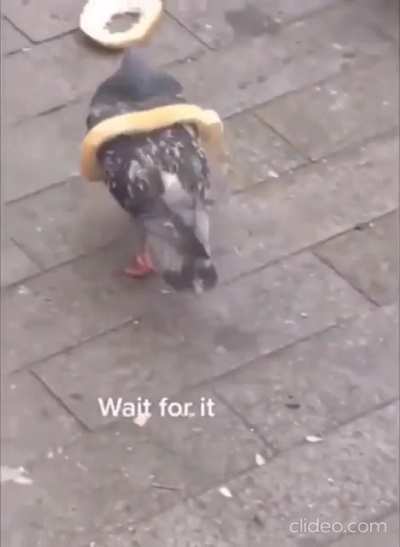 pigeon