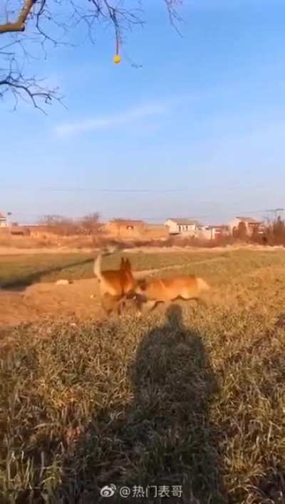 Dog retrieves toy