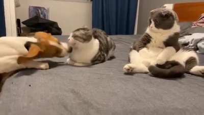 Cat on the right