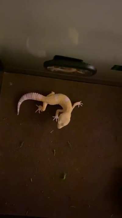 Tail Wiggles