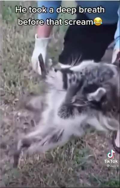Wait for it.