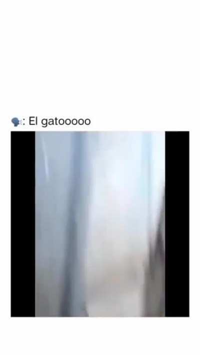 O GATO😭