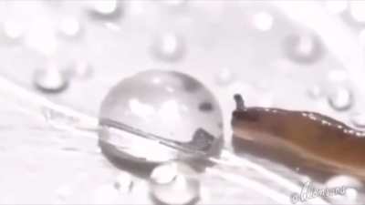 Snail