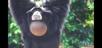 monke