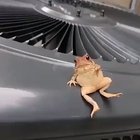 Poke caught laying on his bed