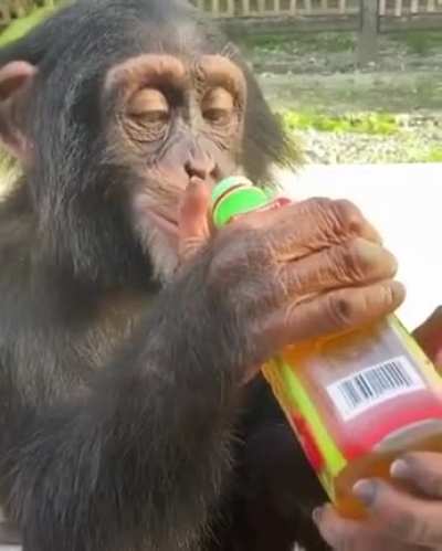Monke drimk
