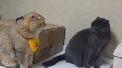 So pelotudo?! 😾