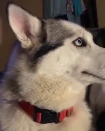 Must not look hooman's eyes to prove i'm not guilty!