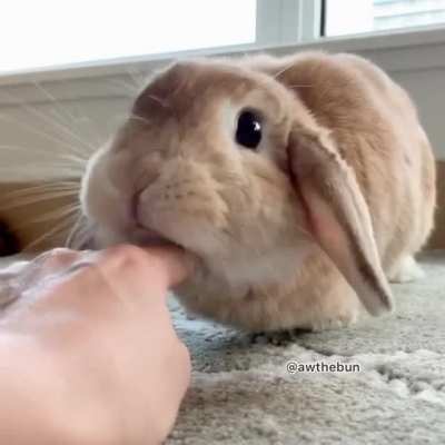 🥰🐰