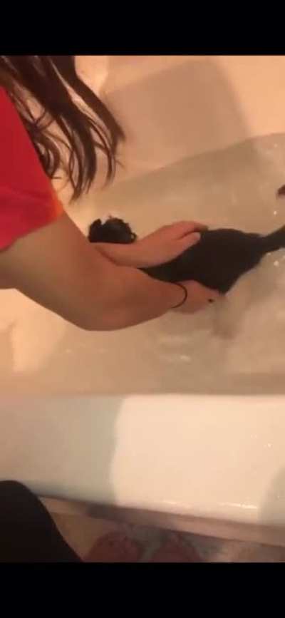 Girl gets destroyed by cat