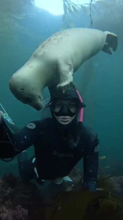 🔥 A curious harbor seal checking out a diver