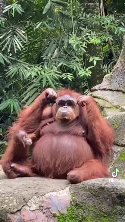 never wear sunglasses in the orangutan enclosure.